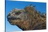 Marine Iguana, Galapagos Islands, Ecuador-Art Wolfe-Stretched Canvas