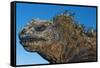 Marine Iguana, Galapagos Islands, Ecuador-Art Wolfe-Framed Stretched Canvas