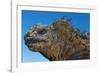 Marine Iguana, Galapagos Islands, Ecuador-Art Wolfe-Framed Photographic Print