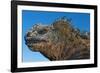 Marine Iguana, Galapagos Islands, Ecuador-Art Wolfe-Framed Photographic Print