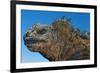 Marine Iguana, Galapagos Islands, Ecuador-Art Wolfe-Framed Photographic Print