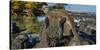 Marine Iguana, Galapagos Islands, Ecuador-Art Wolfe-Stretched Canvas