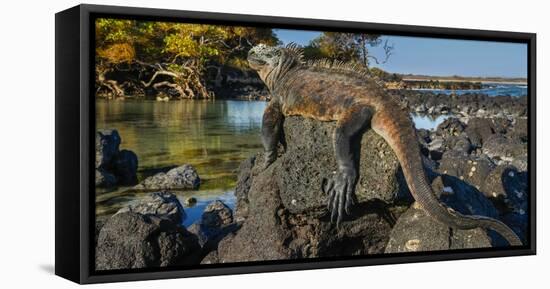 Marine Iguana, Galapagos Islands, Ecuador-Art Wolfe-Framed Stretched Canvas