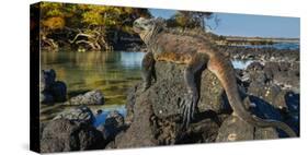 Marine Iguana, Galapagos Islands, Ecuador-Art Wolfe-Stretched Canvas