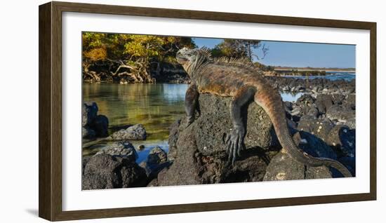 Marine Iguana, Galapagos Islands, Ecuador-Art Wolfe-Framed Photographic Print