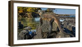 Marine Iguana, Galapagos Islands, Ecuador-Art Wolfe-Framed Photographic Print