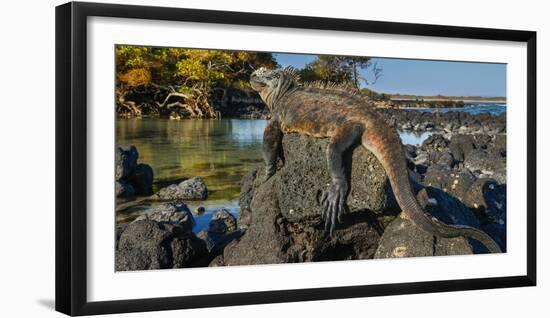 Marine Iguana, Galapagos Islands, Ecuador-Art Wolfe-Framed Photographic Print