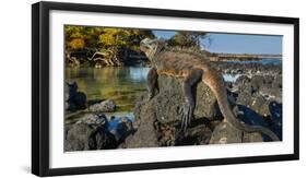 Marine Iguana, Galapagos Islands, Ecuador-Art Wolfe-Framed Photographic Print