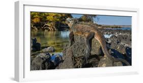 Marine Iguana, Galapagos Islands, Ecuador-Art Wolfe-Framed Photographic Print