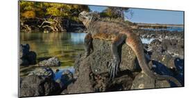 Marine Iguana, Galapagos Islands, Ecuador-Art Wolfe-Mounted Photographic Print