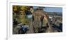 Marine Iguana, Galapagos Islands, Ecuador-Art Wolfe-Framed Photographic Print