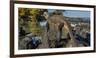 Marine Iguana, Galapagos Islands, Ecuador-Art Wolfe-Framed Photographic Print