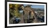 Marine Iguana, Galapagos Islands, Ecuador-Art Wolfe-Framed Photographic Print