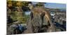 Marine Iguana, Galapagos Islands, Ecuador-Art Wolfe-Mounted Photographic Print