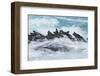 Marine iguana group on rock, Fernandina Island, Galapagos-Tui De Roy-Framed Photographic Print