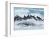 Marine iguana group on rock, Fernandina Island, Galapagos-Tui De Roy-Framed Photographic Print