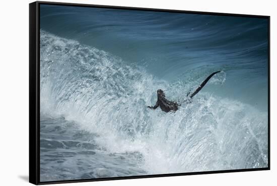 Marine iguana in surf, Fernandina Island, Galapagos-Tui De Roy-Framed Stretched Canvas