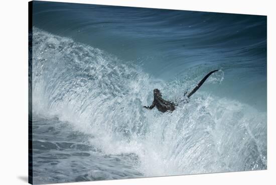 Marine iguana in surf, Fernandina Island, Galapagos-Tui De Roy-Stretched Canvas