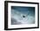 Marine iguana in surf, Fernandina Island, Galapagos-Tui De Roy-Framed Photographic Print