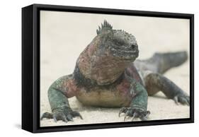 Marine Iguana in the Sand-DLILLC-Framed Stretched Canvas
