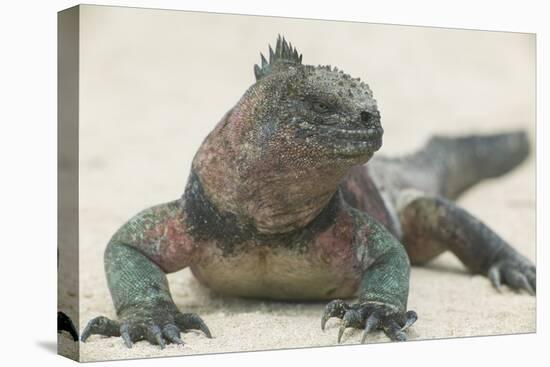 Marine Iguana in the Sand-DLILLC-Stretched Canvas