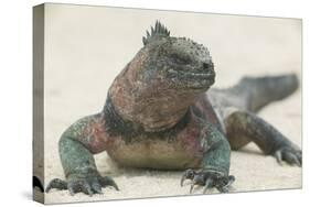 Marine Iguana in the Sand-DLILLC-Stretched Canvas