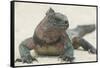 Marine Iguana in the Sand-DLILLC-Framed Stretched Canvas