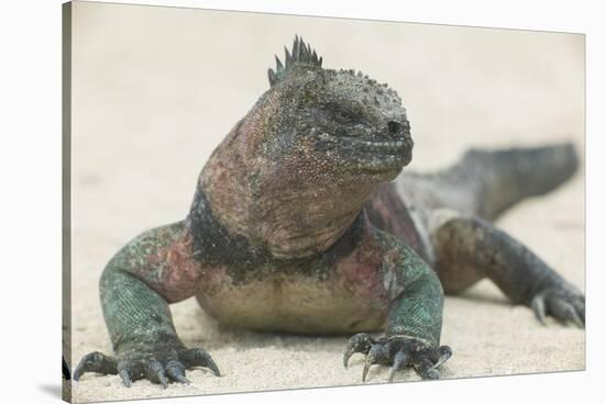 Marine Iguana in the Sand-DLILLC-Stretched Canvas