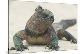 Marine Iguana in the Sand-DLILLC-Stretched Canvas