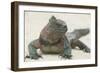 Marine Iguana in the Sand-DLILLC-Framed Photographic Print