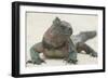 Marine Iguana in the Sand-DLILLC-Framed Photographic Print