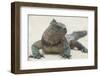 Marine Iguana in the Sand-DLILLC-Framed Photographic Print