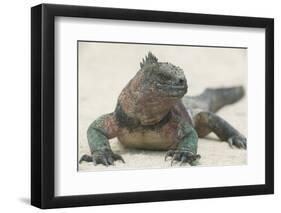 Marine Iguana in the Sand-DLILLC-Framed Photographic Print