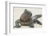 Marine Iguana in the Sand-DLILLC-Framed Photographic Print