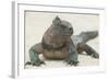 Marine Iguana in the Sand-DLILLC-Framed Photographic Print