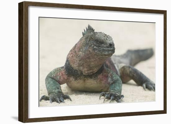 Marine Iguana in the Sand-DLILLC-Framed Photographic Print