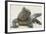 Marine Iguana in the Sand-DLILLC-Framed Photographic Print