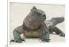 Marine Iguana in the Sand-DLILLC-Framed Photographic Print