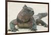 Marine Iguana in the Sand-DLILLC-Framed Photographic Print