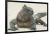 Marine Iguana in the Sand-DLILLC-Framed Photographic Print