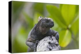 Marine Iguana Lounging on a Limb-DLILLC-Stretched Canvas