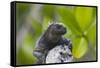 Marine Iguana Lounging on a Limb-DLILLC-Framed Stretched Canvas