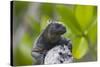 Marine Iguana Lounging on a Limb-DLILLC-Stretched Canvas