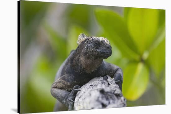 Marine Iguana Lounging on a Limb-DLILLC-Stretched Canvas