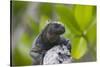 Marine Iguana Lounging on a Limb-DLILLC-Stretched Canvas