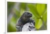 Marine Iguana Lounging on a Limb-DLILLC-Framed Photographic Print