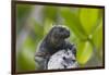 Marine Iguana Lounging on a Limb-DLILLC-Framed Photographic Print