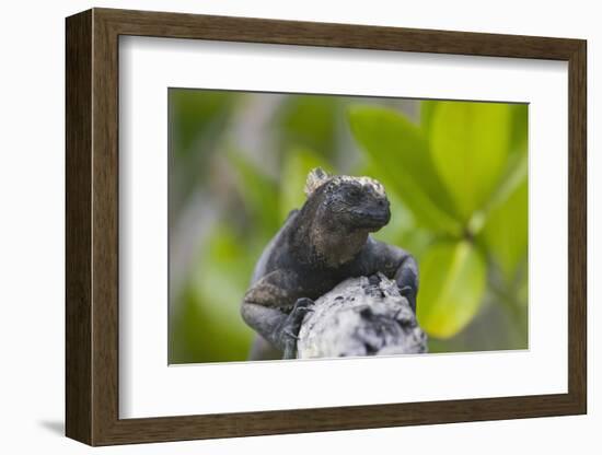 Marine Iguana Lounging on a Limb-DLILLC-Framed Photographic Print