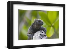 Marine Iguana Lounging on a Limb-DLILLC-Framed Photographic Print