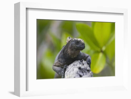 Marine Iguana Lounging on a Limb-DLILLC-Framed Photographic Print